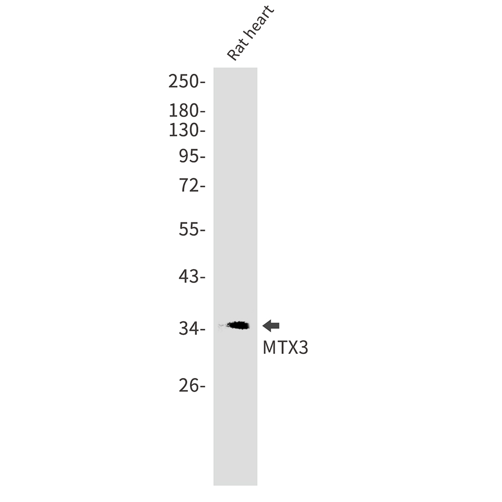 MTX3 Rabbit mAb