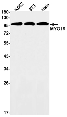 MYO19 Rabbit mAb