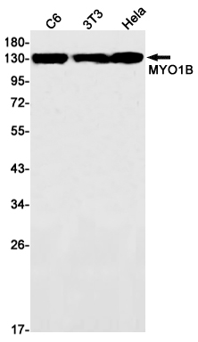 MYO1B Rabbit mAb
