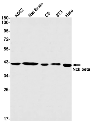NCK2 Rabbit mAb