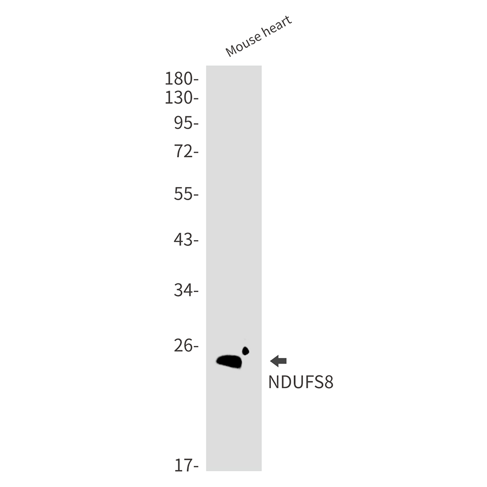 NDUFS8 Rabbit mAb