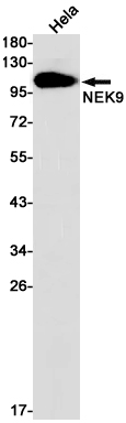 NEK9 Rabbit mAb