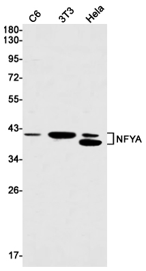 NFYA Rabbit mAb