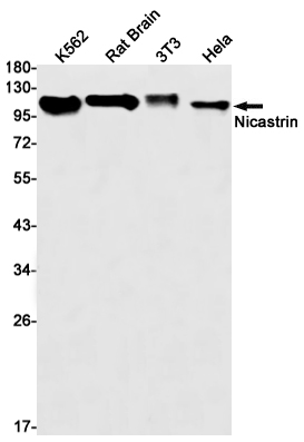 Nicastrin Rabbit mAb