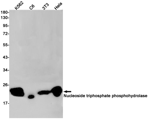 NTPCR Rabbit mAb