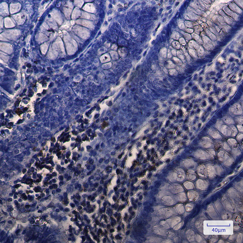 NUDT19 Rabbit mAb