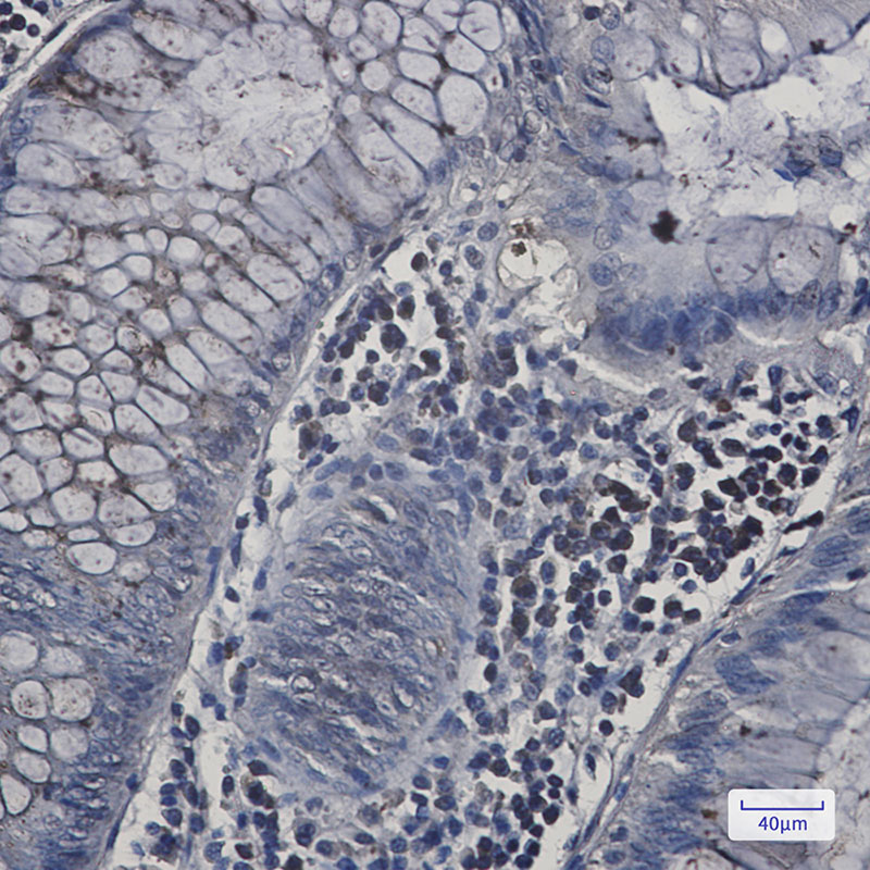 N WASP Rabbit mAb