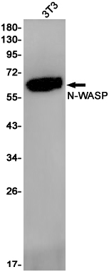 N WASP Rabbit mAb