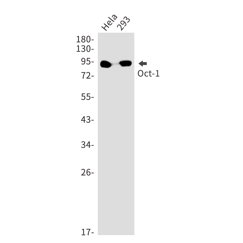 Oct-1 Rabbit mAb