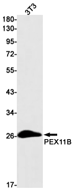 PEX11B Rabbit mAb