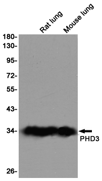 PHD3 Rabbit mAb