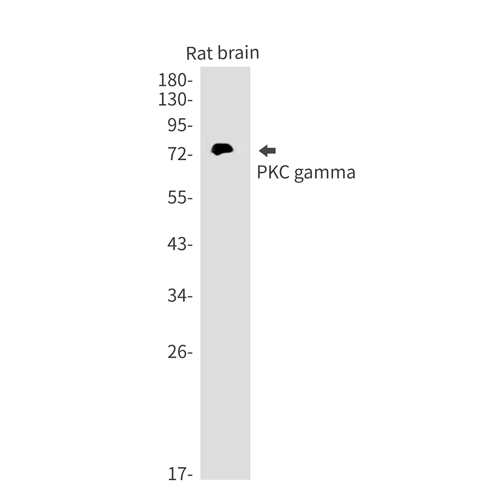 PKC gamma Rabbit mAb