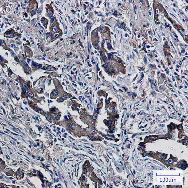 PON2 Rabbit mAb