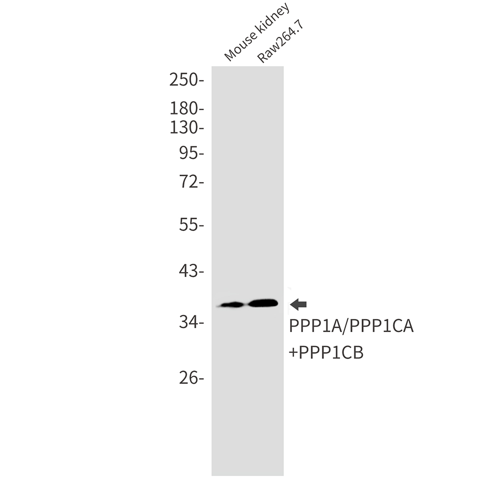 PP1C alpha/beta Rabbit mAb
