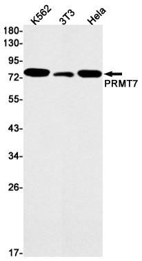 PRMT7 Rabbit mAb