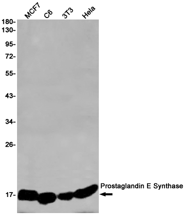 Prostaglandin E Synthase Rabbit mAb
