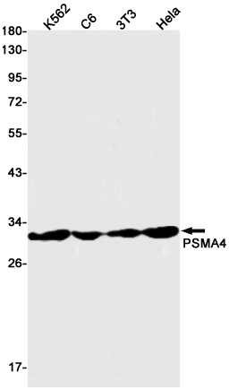 PSMA4 Rabbit mAb