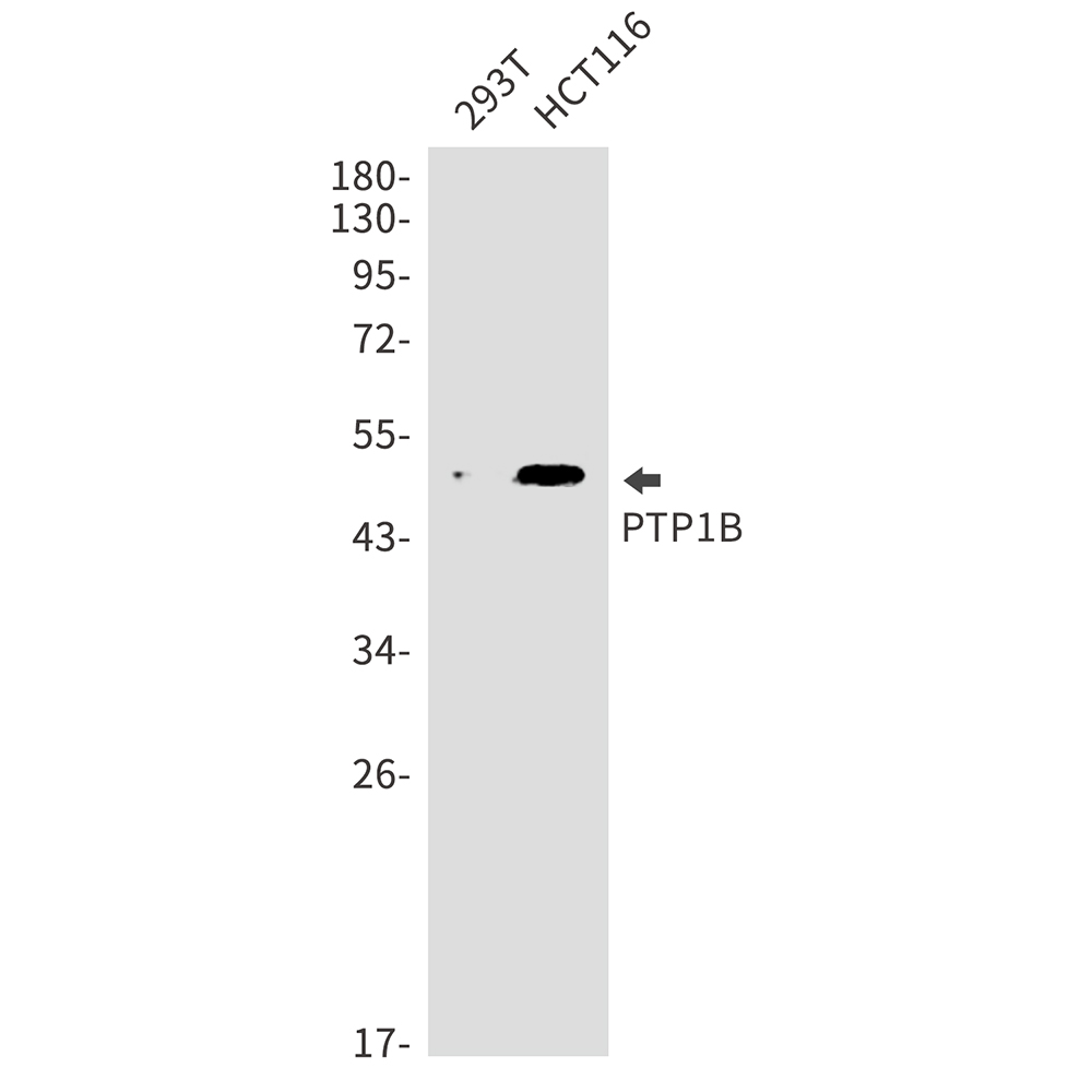 PTP1B Rabbit mAb