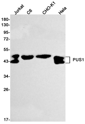 PUS1 Rabbit mAb
