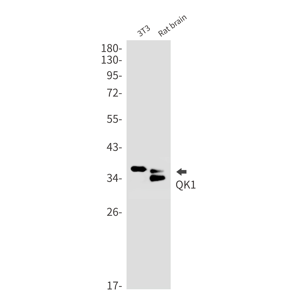 QK1 Rabbit mAb
