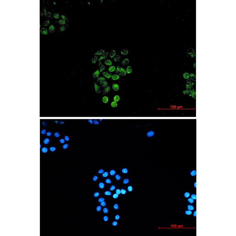 Rab45 Rabbit mAb