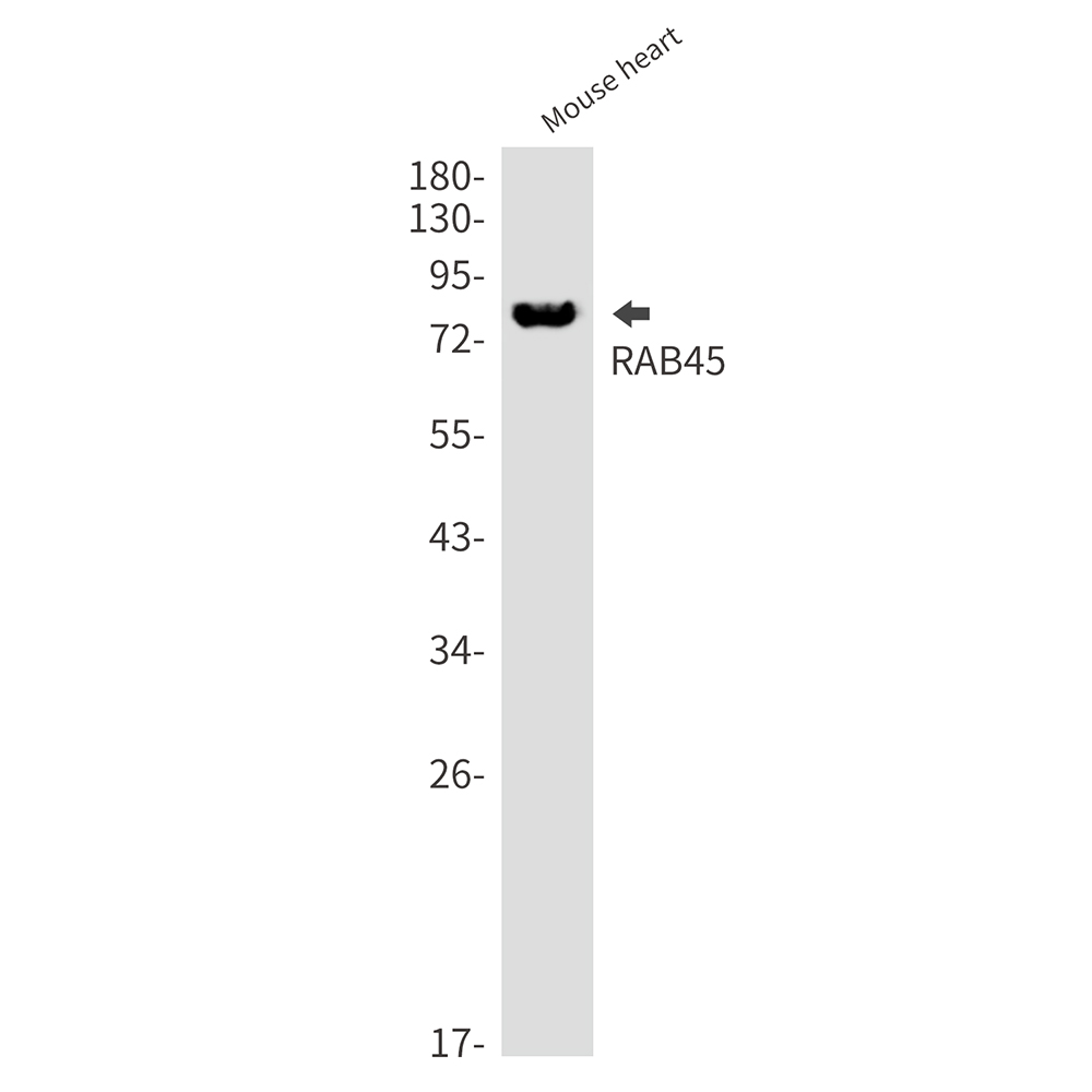 Rab45 Rabbit mAb