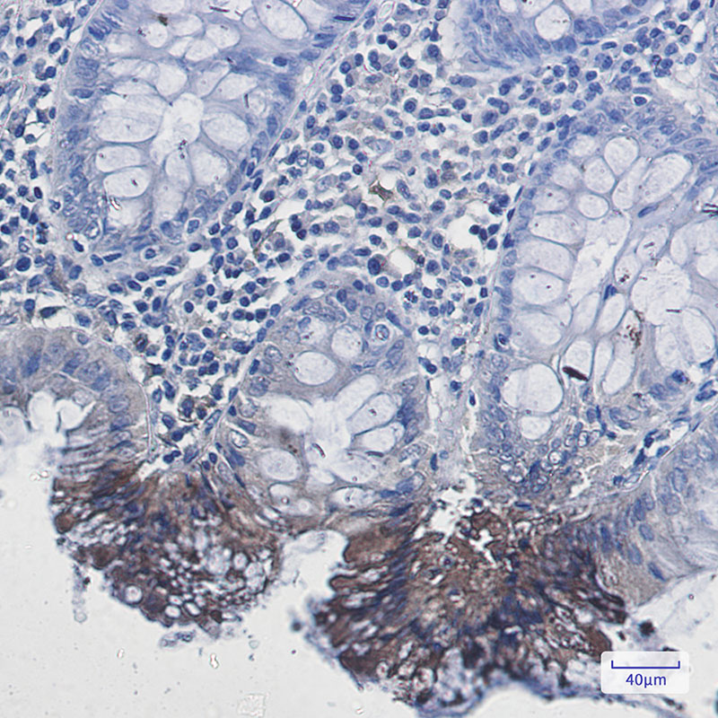 Rab9 Rabbit mAb