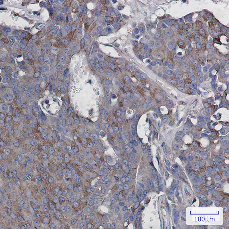 Rac3 Rabbit mAb