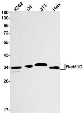 Rad51D Rabbit mAb