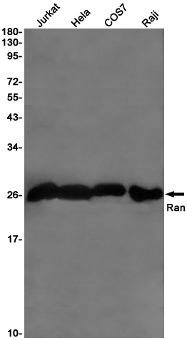 Ran Rabbit mAb
