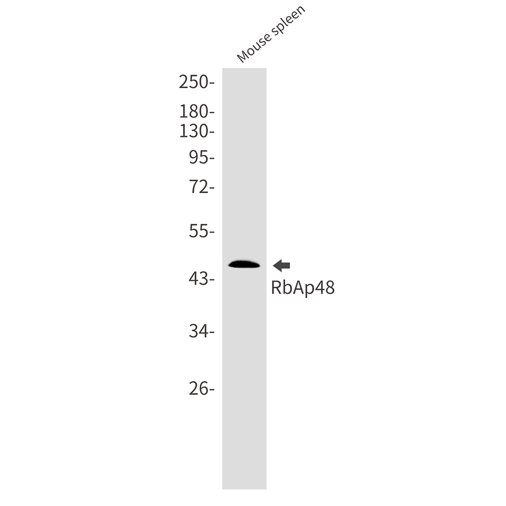 RBBP4 Rabbit mAb