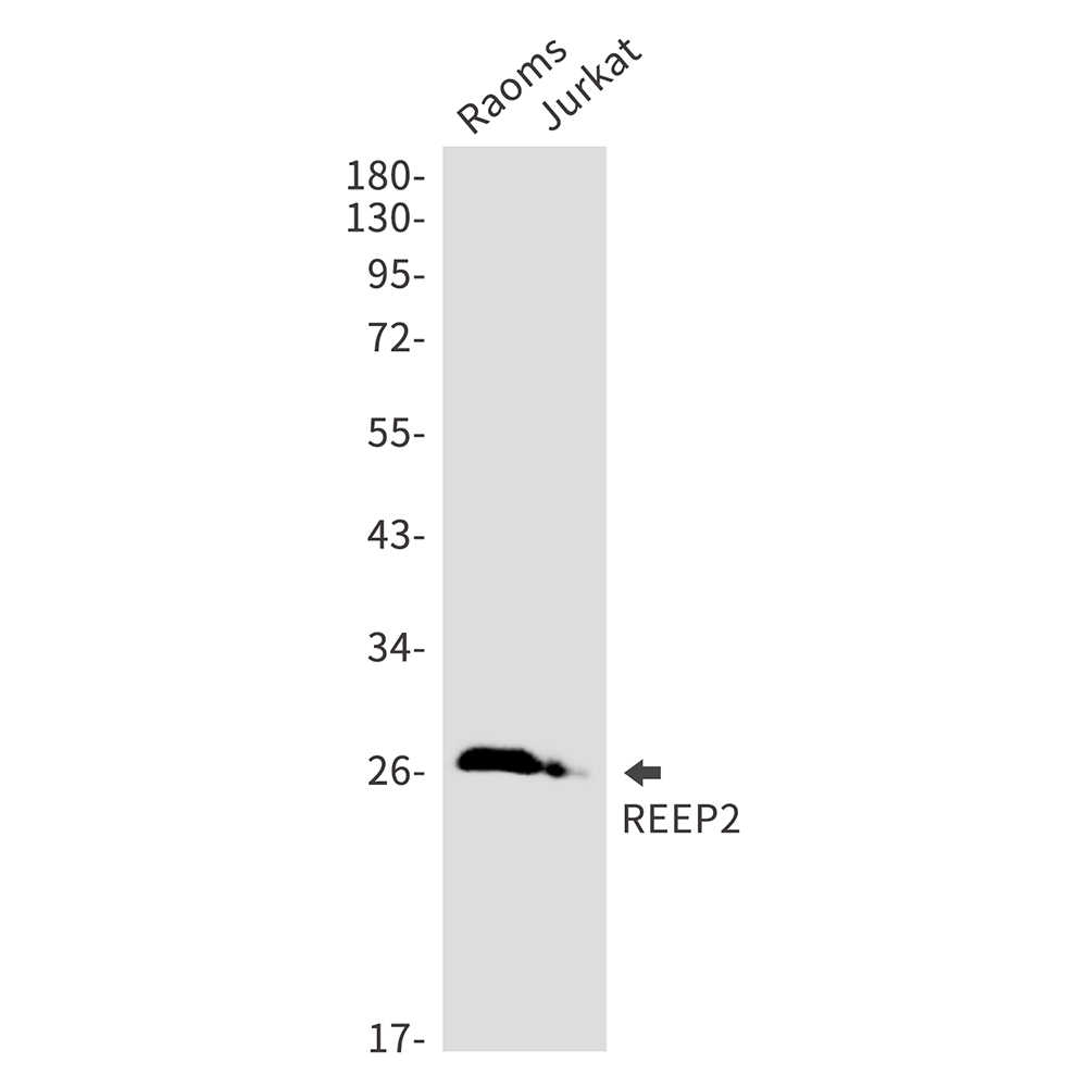 REEP2 Rabbit mAb