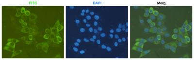 RPS6 Rabbit mAb