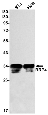 RRP4 Rabbit mAb