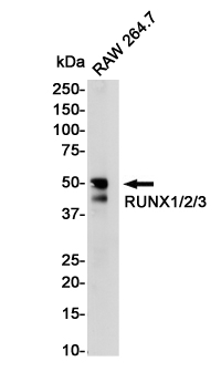 RUNX Rabbit mAb