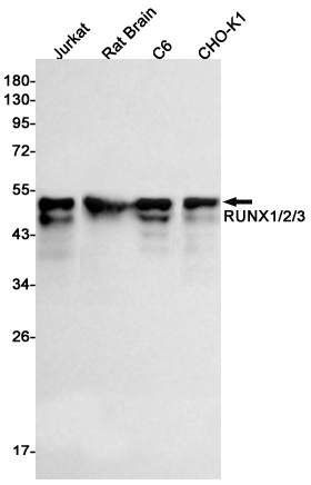 RUNX Rabbit mAb