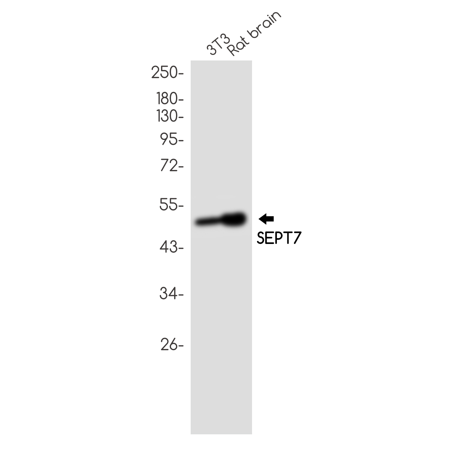 Septin 7 Rabbit mAb