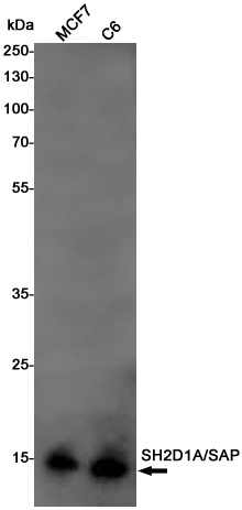 SH2D1A Rabbit mAb