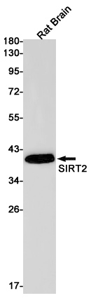 SIRT2 Rabbit mAb