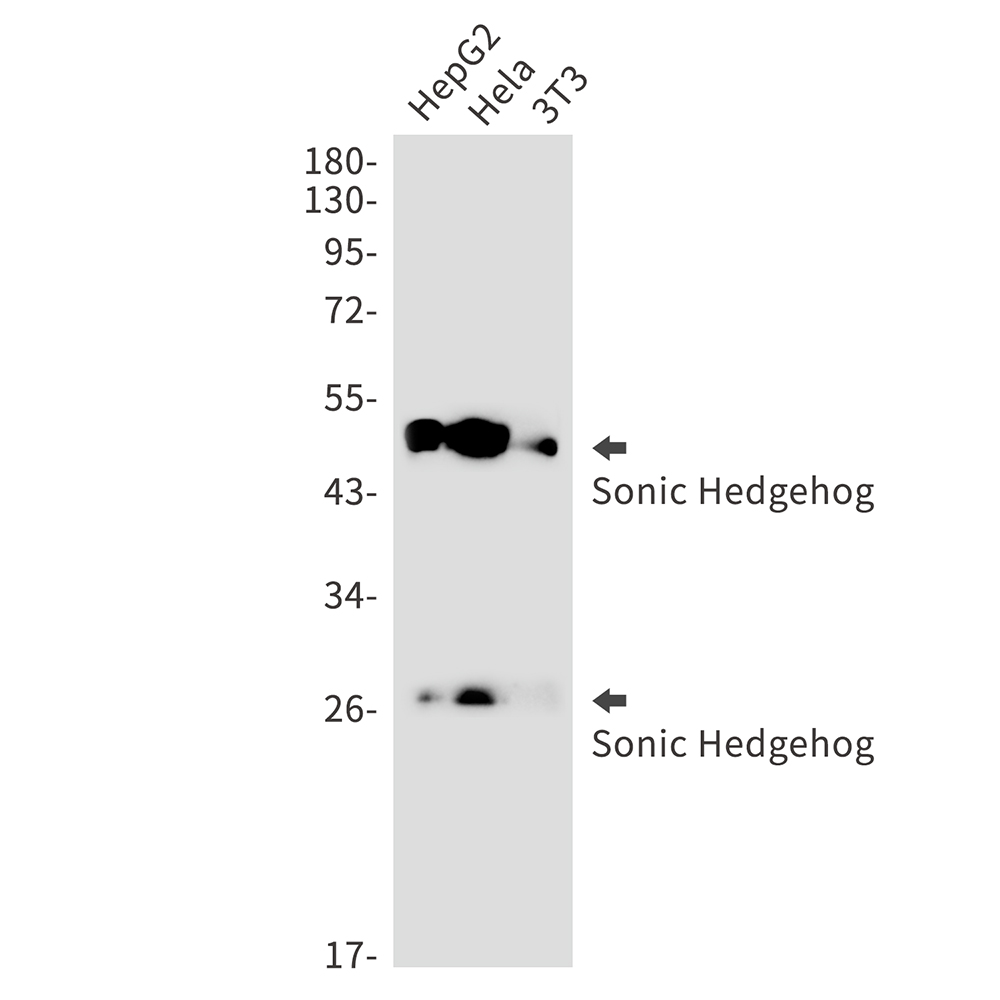 Sonic Hedgehog Rabbit mAb