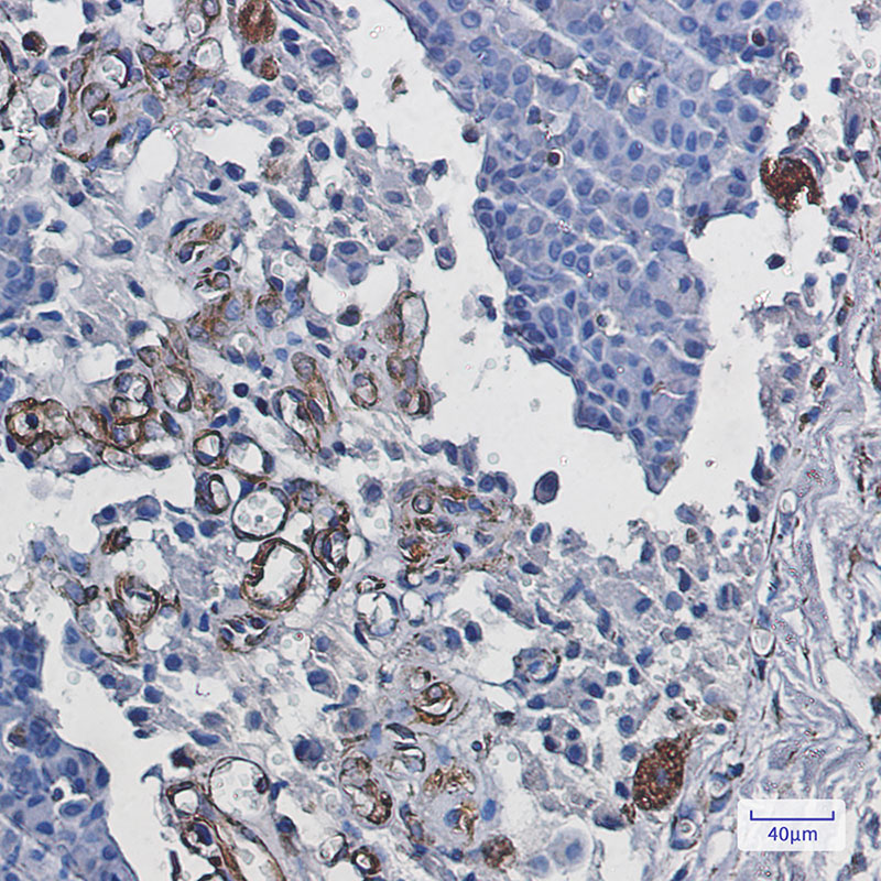 Staufen Rabbit mAb