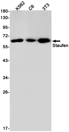 Staufen Rabbit mAb