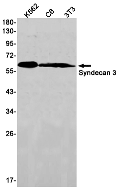 Syndecan 3 Rabbit mAb