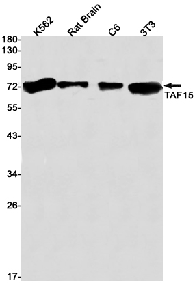 TAF15 Rabbit mAb