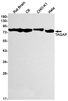 TAGAP Rabbit mAb