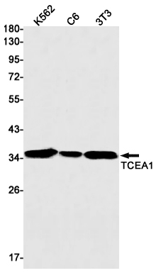 TCEA1 Rabbit mAb