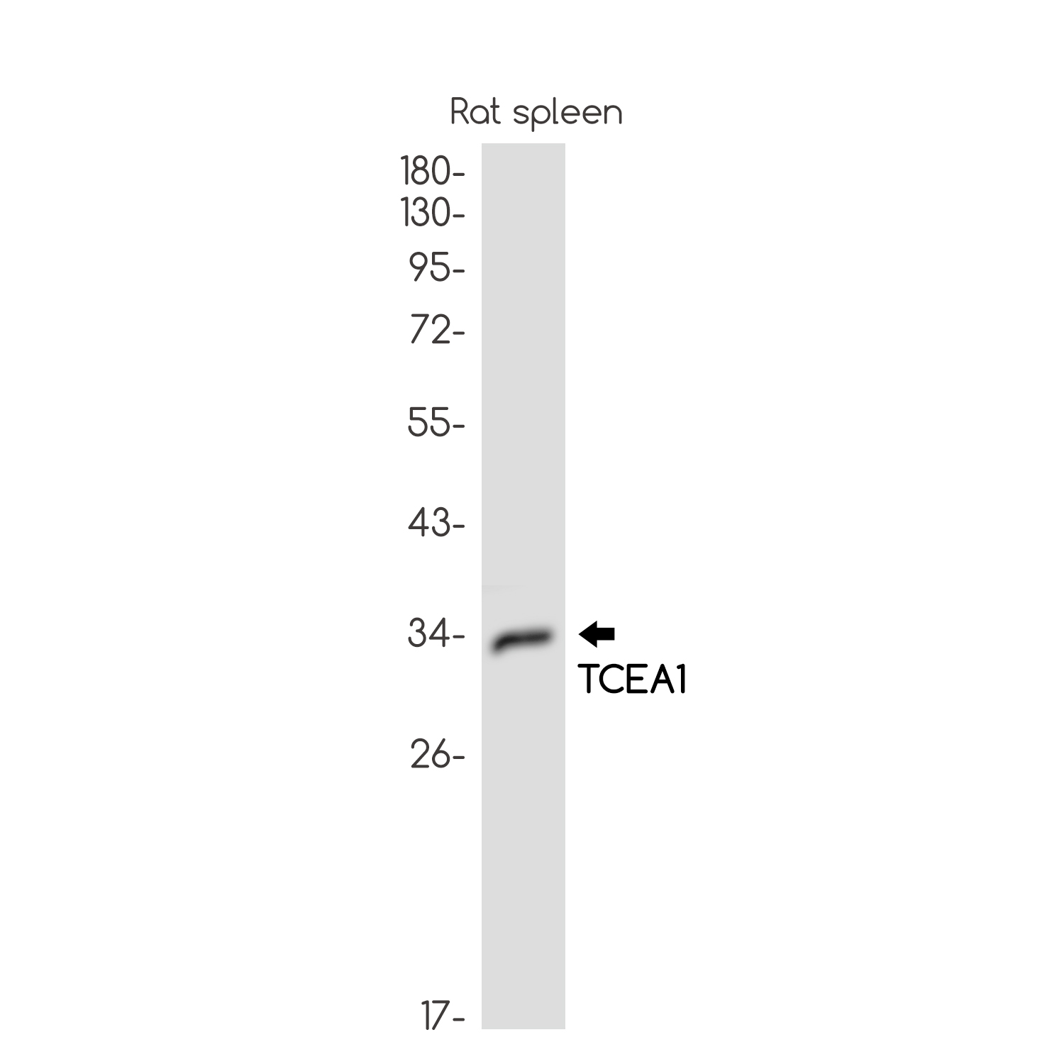 TCEA1 Rabbit mAb