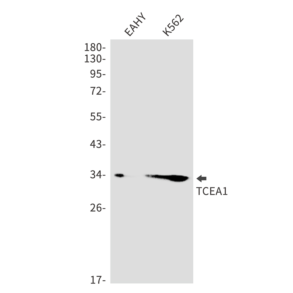 TCEA1 Rabbit mAb