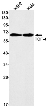 Transcription Factor 7 Like 2 Rabbit mAb