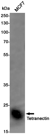Tetranectin Rabbit mAb